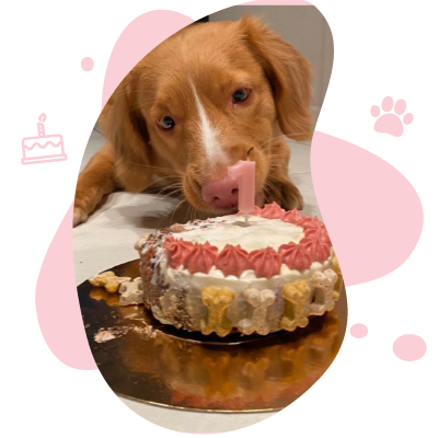--CAKE---cupcake-for-dog-pet-cat