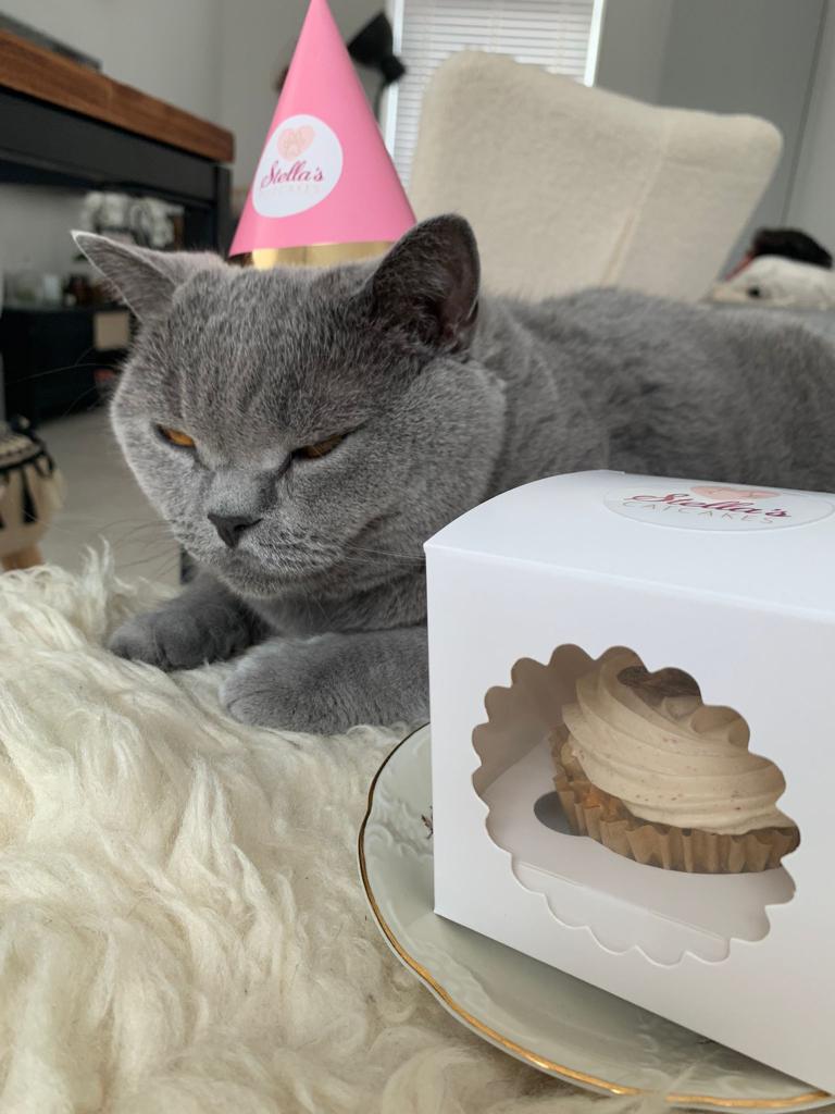Catcake---pet-cat-cake-food-snack-birthday party
