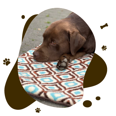 400x400-color--Ligmatjes-accessories-dog-cupcake-for-dog-pet-cat -color--CATcake--cupcake-for-dog-pet-cat