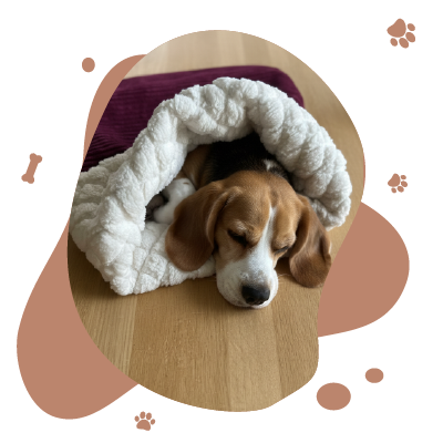 400x400-color--SLAAPZAK-accessories-dog-cupcake-for-dog-pet-cat --Slaapzak---cupcake-for-dog-pet-cat